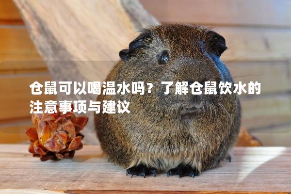仓鼠可以喝温水吗？了解仓鼠饮水的注意事项与建议