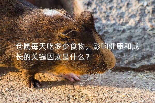 仓鼠每天吃多少食物，影响健康和成长的关键因素是什么？