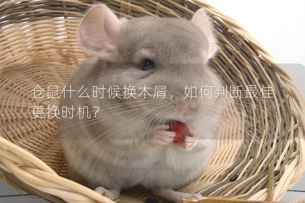 仓鼠什么时候换木屑，如何判断最佳更换时机？