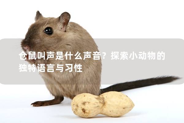 仓鼠叫声是什么声音？探索小动物的独特语言与习性
