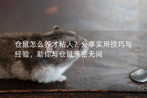 仓鼠怎么养才粘人？分享实用技巧与经验，助你与仓鼠亲密无间