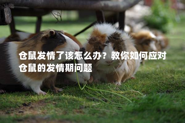 仓鼠发情了该怎么办？教你如何应对仓鼠的发情期问题