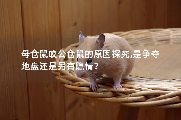 母仓鼠咬公仓鼠的原因探究,是争夺地盘还是另有隐情？