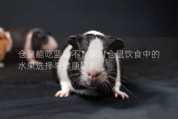 仓鼠能吃蓝莓不？探讨仓鼠饮食中的水果选择与健康影响