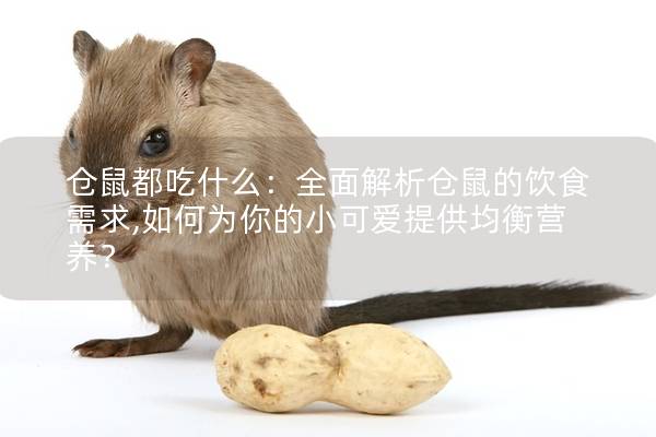 仓鼠都吃什么：全面解析仓鼠的饮食需求,如何为你的小可爱提供均衡营养？