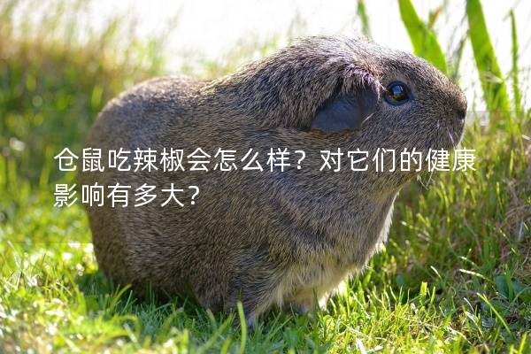 仓鼠吃辣椒会怎么样？对它们的健康影响有多大？