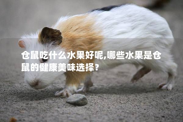 仓鼠吃什么水果好呢,哪些水果是仓鼠的健康美味选择？