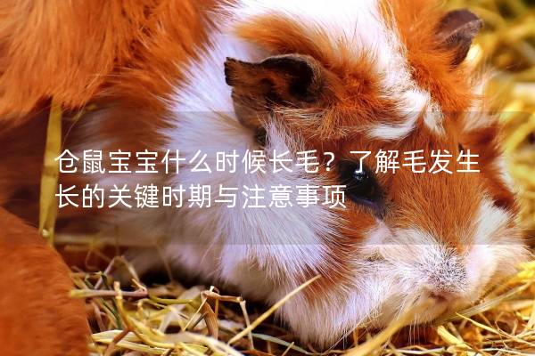 仓鼠宝宝什么时候长毛？了解毛发生长的关键时期与注意事项