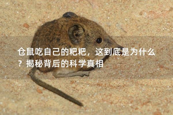 仓鼠吃自己的粑粑，这到底是为什么？揭秘背后的科学真相