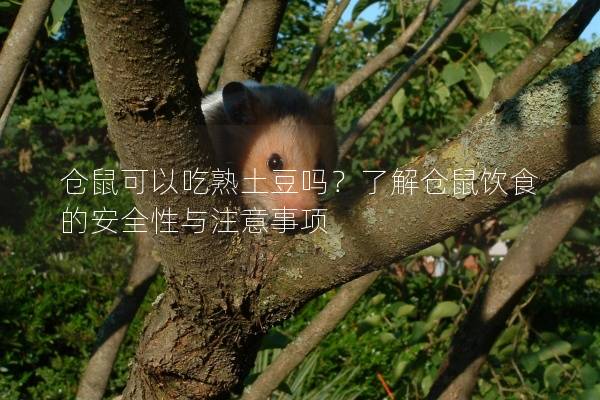 仓鼠可以吃熟土豆吗？了解仓鼠饮食的安全性与注意事项