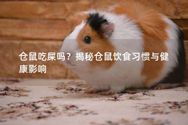 仓鼠吃屎吗？揭秘仓鼠饮食习惯与健康影响