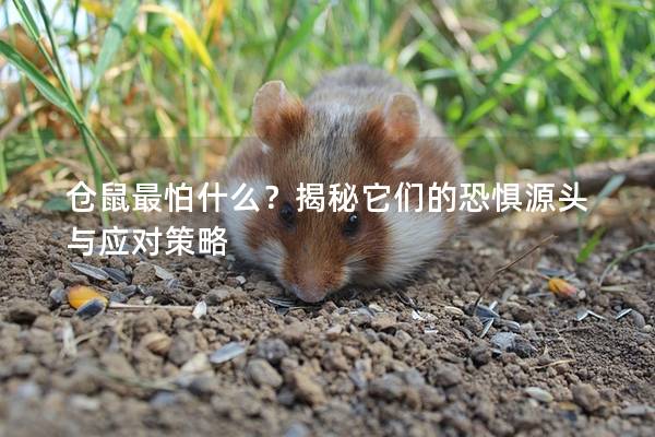 仓鼠最怕什么？揭秘它们的恐惧源头与应对策略
