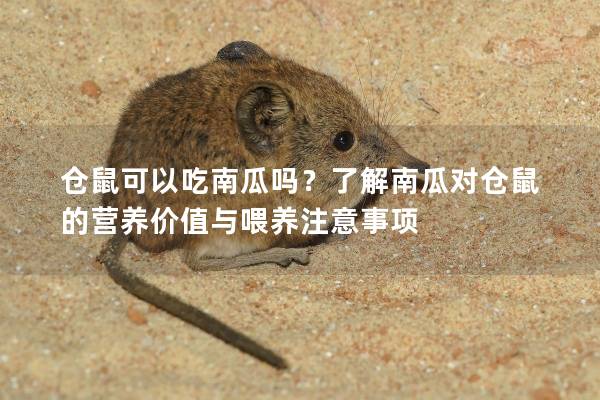 仓鼠可以吃南瓜吗？了解南瓜对仓鼠的营养价值与喂养注意事项