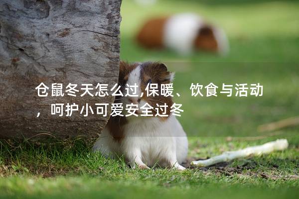 仓鼠冬天怎么过,保暖、饮食与活动，呵护小可爱安全过冬