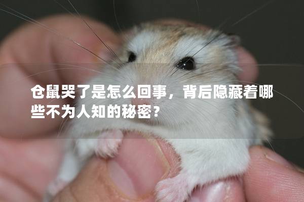 仓鼠哭了是怎么回事，背后隐藏着哪些不为人知的秘密？
