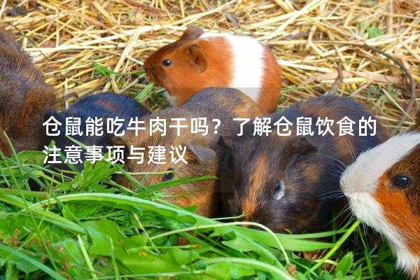 仓鼠能吃牛肉干吗？了解仓鼠饮食的注意事项与建议
