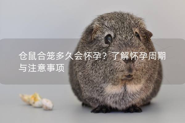 仓鼠合笼多久会怀孕？了解怀孕周期与注意事项