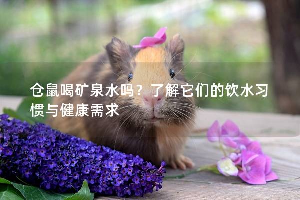 仓鼠喝矿泉水吗？了解它们的饮水习惯与健康需求