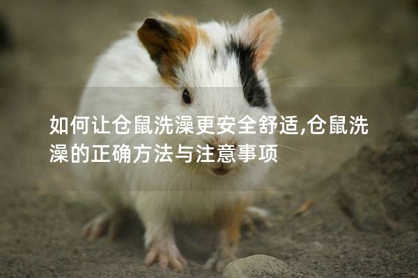 如何让仓鼠洗澡更安全舒适,仓鼠洗澡的正确方法与注意事项