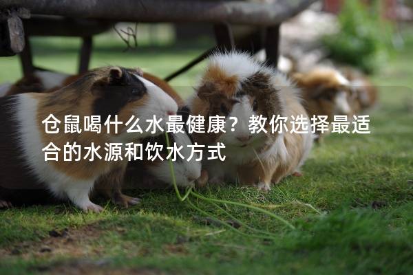 仓鼠喝什么水最健康？教你选择最适合的水源和饮水方式