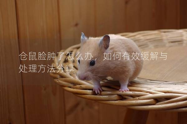 仓鼠脸肿了怎么办，如何有效缓解与处理方法分享