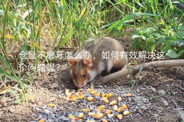 仓鼠不磨牙怎么办，如何有效解决这个问题呢？