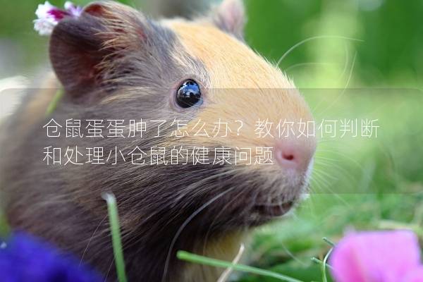 仓鼠蛋蛋肿了怎么办？教你如何判断和处理小仓鼠的健康问题