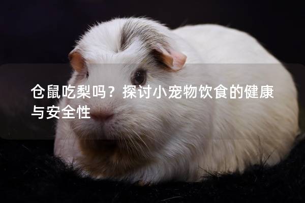 仓鼠吃梨吗？探讨小宠物饮食的健康与安全性