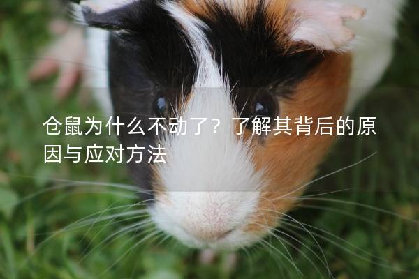 仓鼠为什么不动了？了解其背后的原因与应对方法