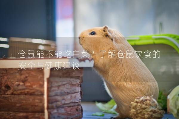 仓鼠能不能吃白菜？了解仓鼠饮食的安全与健康建议