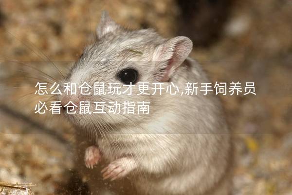 怎么和仓鼠玩才更开心,新手饲养员必看仓鼠互动指南