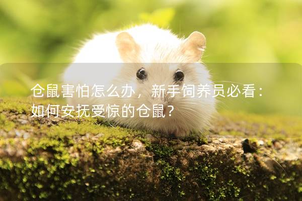仓鼠害怕怎么办，新手饲养员必看：如何安抚受惊的仓鼠？
