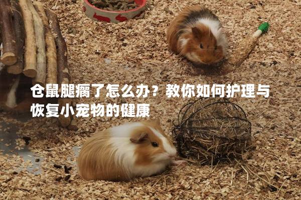 仓鼠腿瘸了怎么办？教你如何护理与恢复小宠物的健康