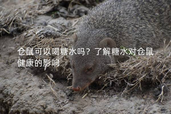 仓鼠可以喝糖水吗？了解糖水对仓鼠健康的影响