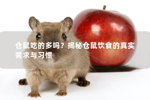 仓鼠吃的多吗？揭秘仓鼠饮食的真实需求与习惯