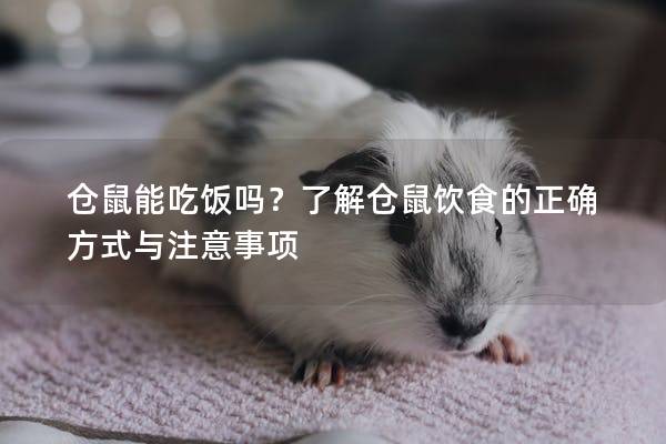 仓鼠能吃饭吗？了解仓鼠饮食的正确方式与注意事项