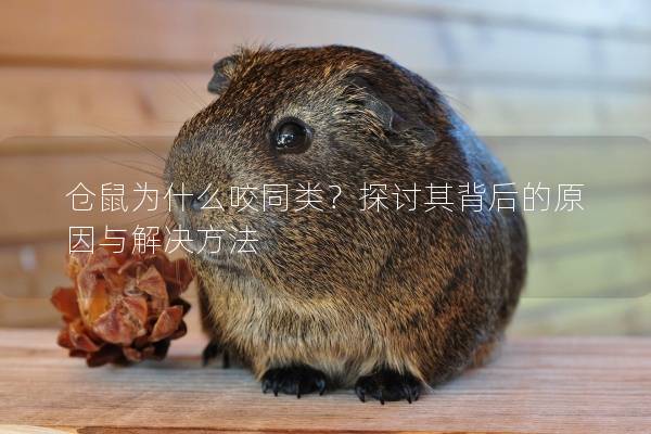 仓鼠为什么咬同类？探讨其背后的原因与解决方法