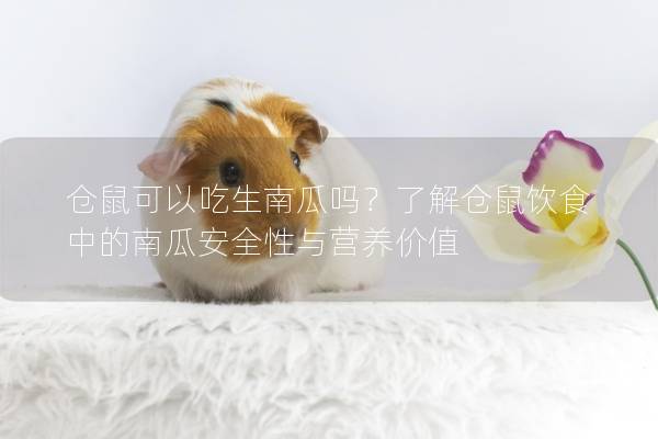 仓鼠可以吃生南瓜吗？了解仓鼠饮食中的南瓜安全性与营养价值