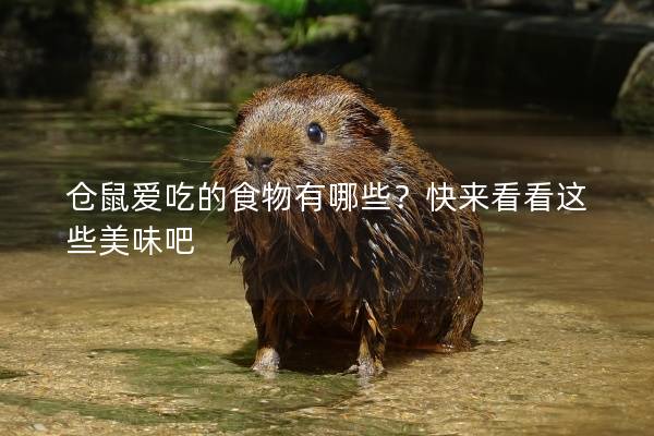 仓鼠爱吃的食物有哪些？快来看看这些美味吧