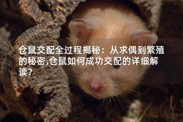 仓鼠交配全过程揭秘：从求偶到繁殖的秘密,仓鼠如何成功交配的详细解读？