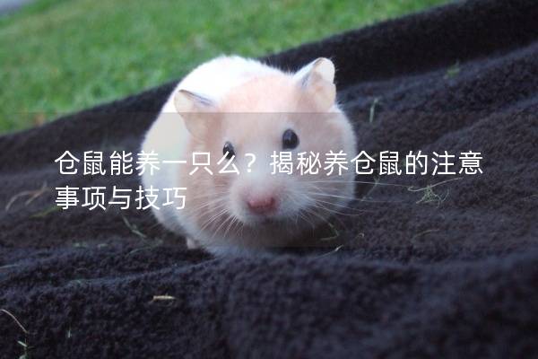 仓鼠能养一只么？揭秘养仓鼠的注意事项与技巧