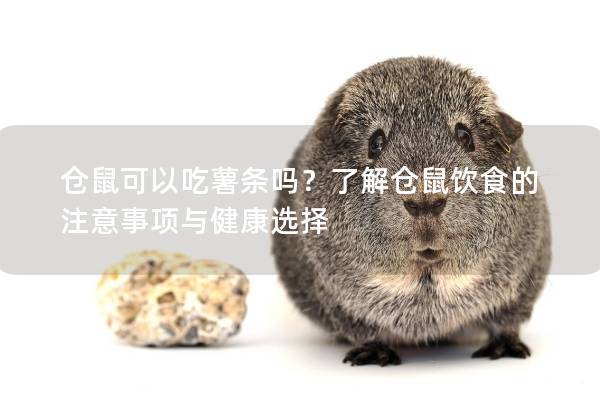 仓鼠可以吃薯条吗？了解仓鼠饮食的注意事项与健康选择