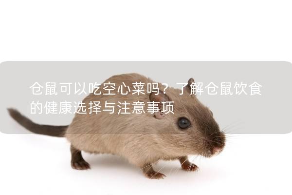 仓鼠可以吃空心菜吗？了解仓鼠饮食的健康选择与注意事项