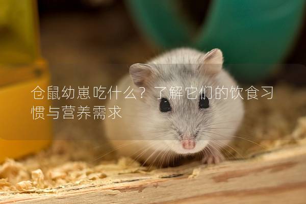 仓鼠幼崽吃什么？了解它们的饮食习惯与营养需求