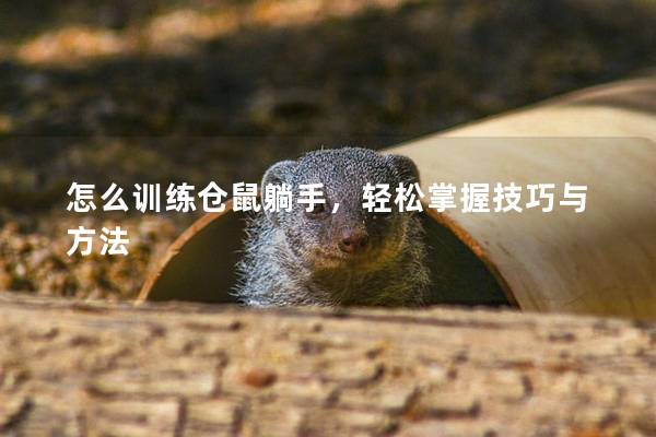 怎么训练仓鼠躺手，轻松掌握技巧与方法