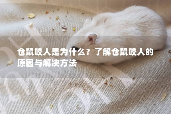 仓鼠咬人是为什么？了解仓鼠咬人的原因与解决方法