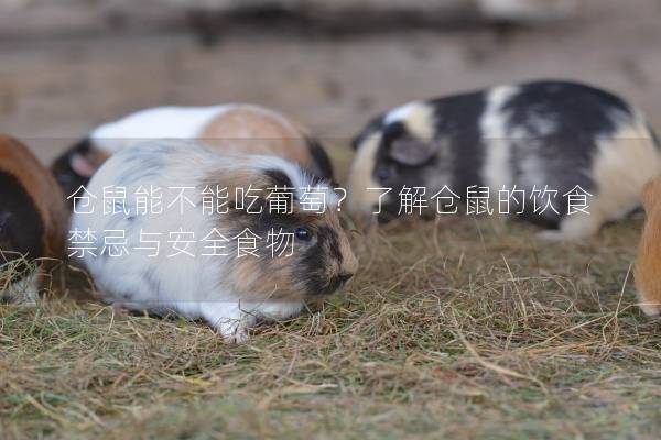 仓鼠能不能吃葡萄？了解仓鼠的饮食禁忌与安全食物