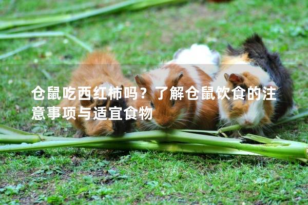 仓鼠吃西红柿吗？了解仓鼠饮食的注意事项与适宜食物