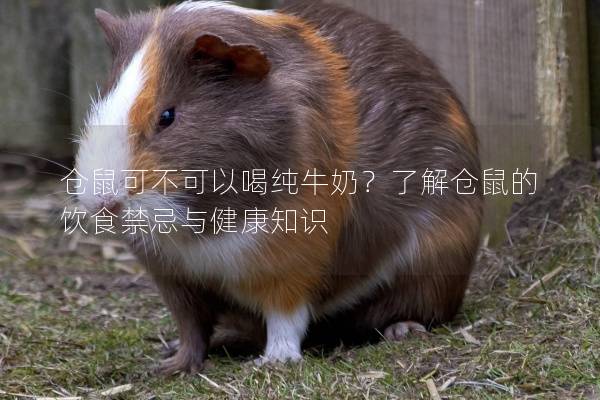 仓鼠可不可以喝纯牛奶？了解仓鼠的饮食禁忌与健康知识