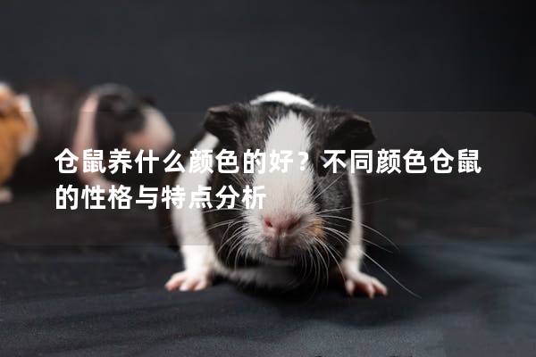 仓鼠养什么颜色的好？不同颜色仓鼠的性格与特点分析